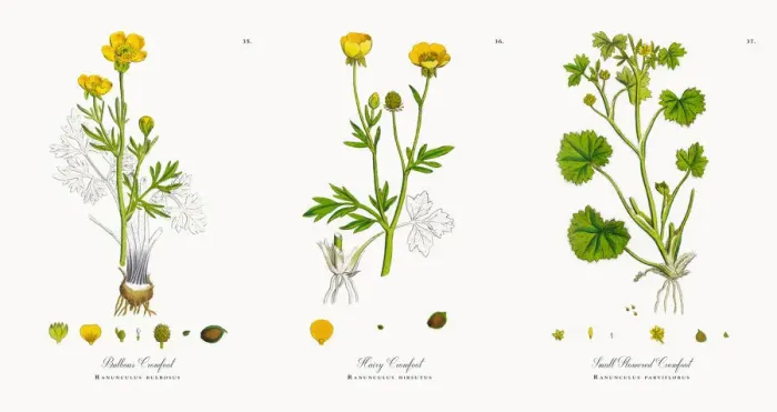 Framed Print : Bulbous Crowfoot, Ranunculus bulbosus, Victorian Botanical Illustration, 1863 Framed Print : Bulbous Crowfoot, Ranunculus bulbosus, Victorian Botanical Illustration, 1863