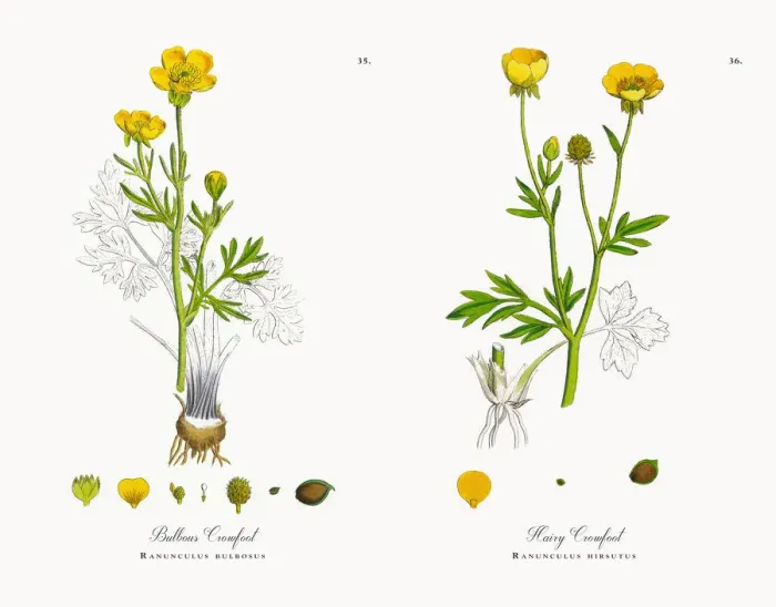 Framed Print : Bulbous Crowfoot, Ranunculus bulbosus, Victorian Botanical Illustration, 1863