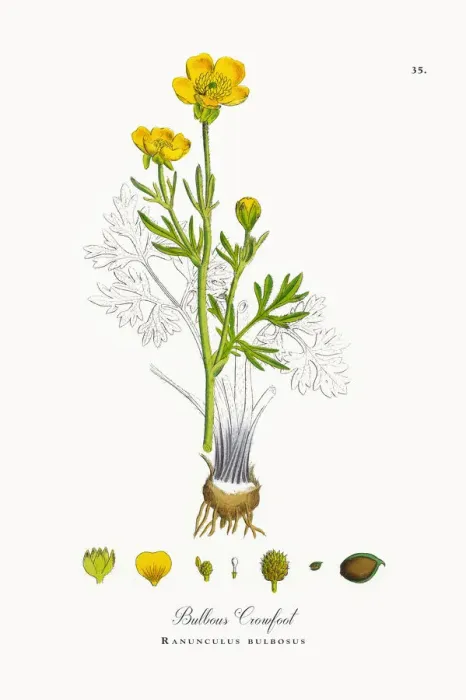 Framed Print : Bulbous Crowfoot, Ranunculus bulbosus, Victorian Botanical Illustration, 1863 Framed Print : Bulbous Crowfoot, Ranunculus bulbosus, Victorian Botanical Illustration, 1863