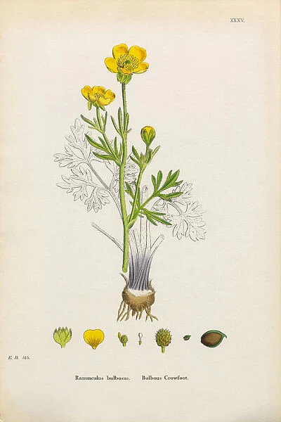 Bulbous Crowfoot, Ranunculus bulbosus, Victorian Botanical Illustration, 1863
