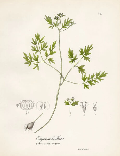 Bulbous eriginia otanical engraving 1843
