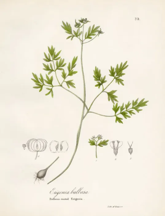 Framed Print : Bulbous eriginia otanical engraving 1843 Framed Print : Bulbous eriginia otanical engraving 1843
