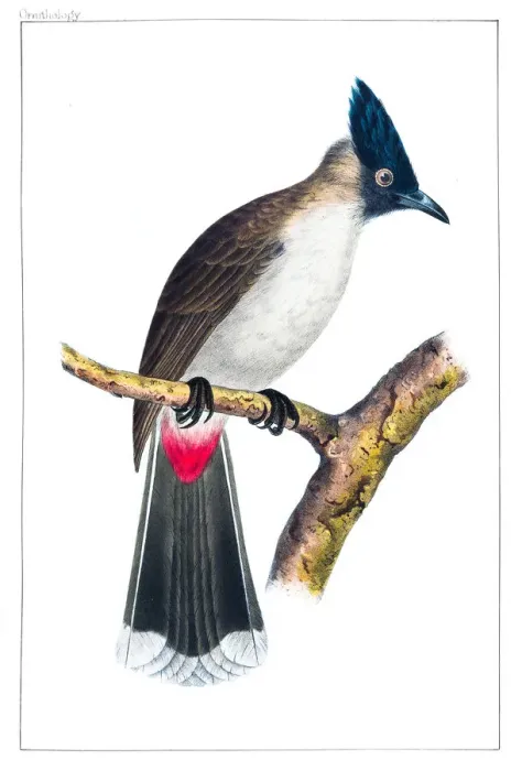 Framed Print : Bulbul bird macao engraving 1856 Framed Print : Bulbul bird macao engraving 1856