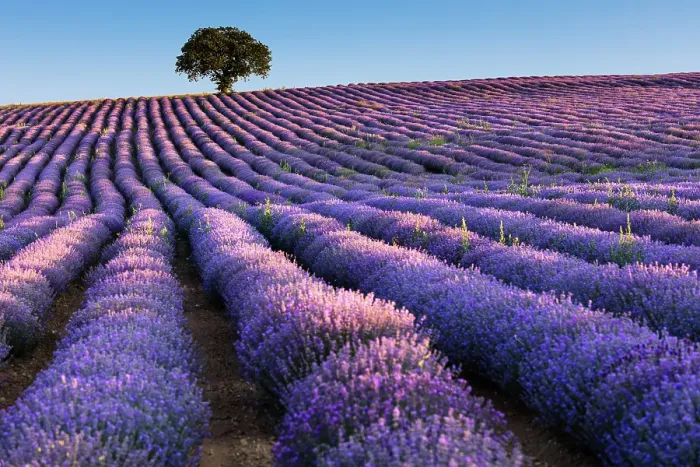 Framed Print : Bulgaria - Juny 2017: Field of lavender in morning light Framed Print : Bulgaria - Juny 2017: Field of lavender in morning light