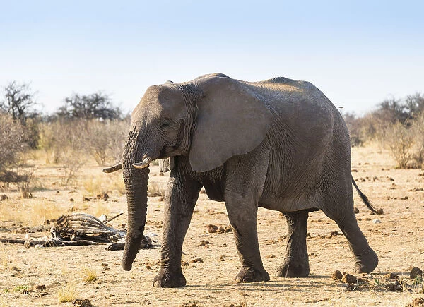 Bull, African Elephant -Loxodonta africana-, Etosha National Park, Namibia