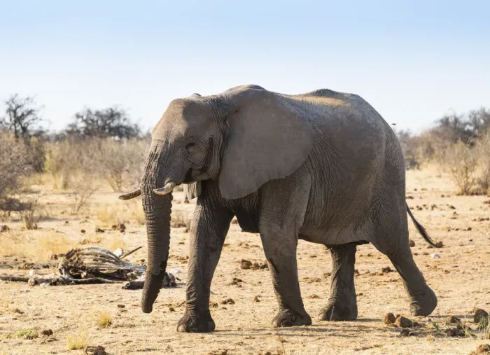 Framed Print : Bull, African Elephant -Loxodonta africana-, Etosha National Park, Namibia Framed Print : Bull, African Elephant -Loxodonta africana-, Etosha National Park, Namibia
