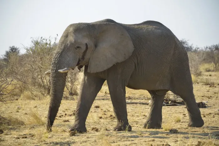Framed Print : Bull, African Elephant -Loxodonta africana-, Etosha National Park, Namibia Framed Print : Bull, African Elephant -Loxodonta africana-, Etosha National Park, Namibia