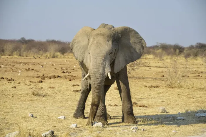 Framed Print : Bull, African Elephant -Loxodonta africana-, Etosha National Park, Namibia