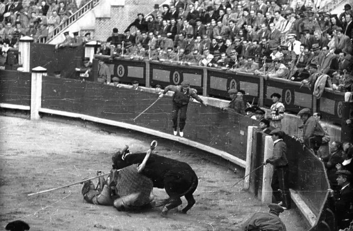 Framed Print : A Bull Attacks