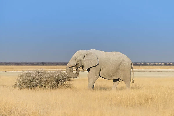 Bull elephant feeding at the edge of the Etosha Pan, African Elephant -Loxodonta africana-, Etosha National Park, Namibia