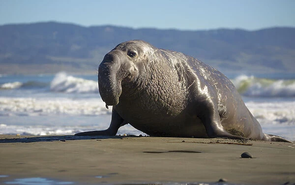 Bull Elephant Seal. A northern bull (male) elephant seal makes his way