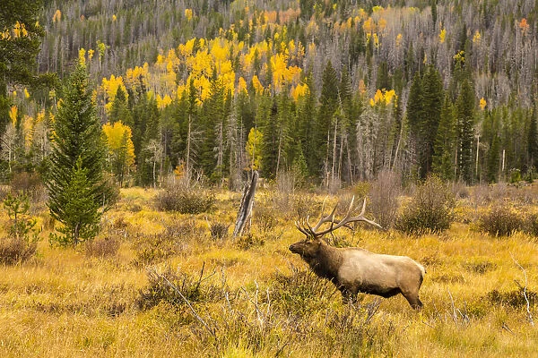 Bull elk (Cervus canadensis) in field, Rocky Mountain National Park, Colorado, USA
