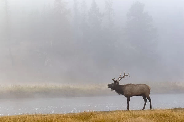Bull Elk (Cervus canadensis) on foggy morning along Madison River, Yellowstone National Park, Montana, Wyoming, USA