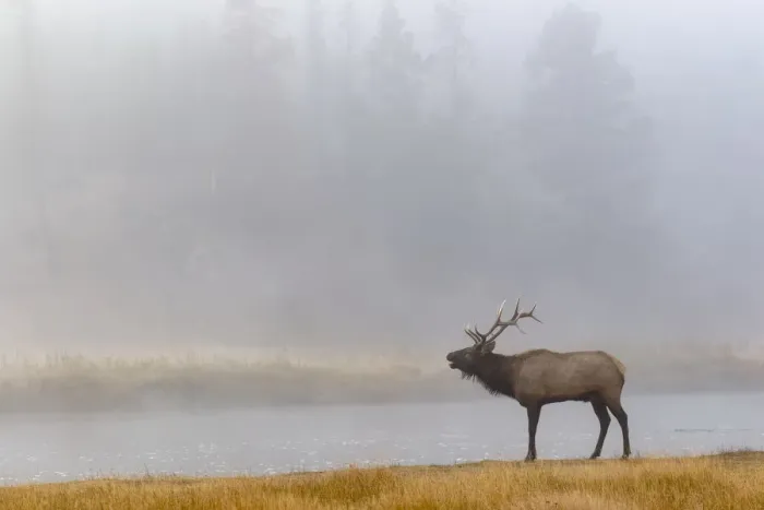 Framed Print : Bull Elk (Cervus canadensis) on foggy morning along Madison River, Yellowstone National Park, Montana, Wyoming, USA Framed Print : Bull Elk (Cervus canadensis) on foggy morning along Madison River, Yellowstone National Park, Montana, Wyoming, USA