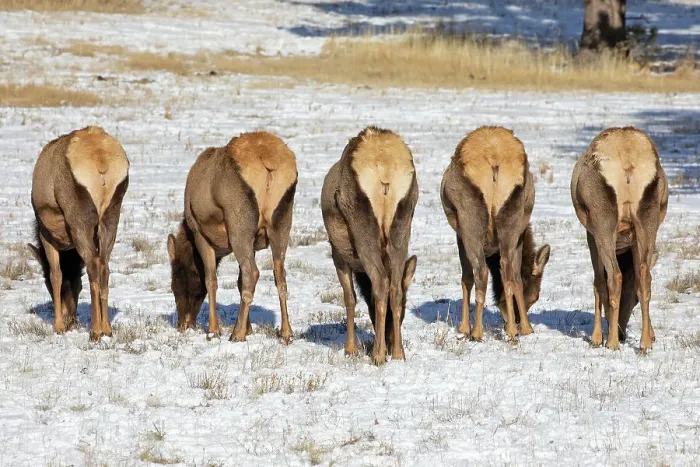 Framed Print : Bull Elk (Cervus canadensis) grazing in the light snow-covered field standing in a row with their white rears showing Framed Print : Bull Elk (Cervus canadensis) grazing in the light snow-covered field standing in a row with their white rears showing