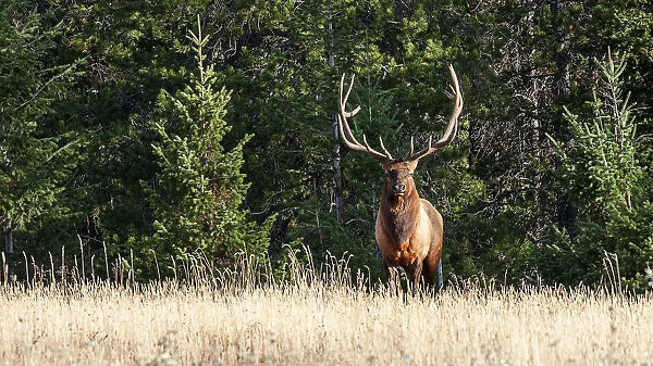 Bull elk (Cervus canadensis), Jasper National Park