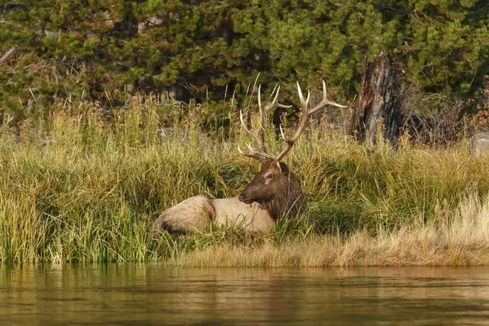 Framed Print : Bull Elk (Cervus canadensis) along Madison River, Yellowstone National Park, Montana, Wyoming, USA Framed Print : Bull Elk (Cervus canadensis) along Madison River, Yellowstone National Park, Montana, Wyoming, USA