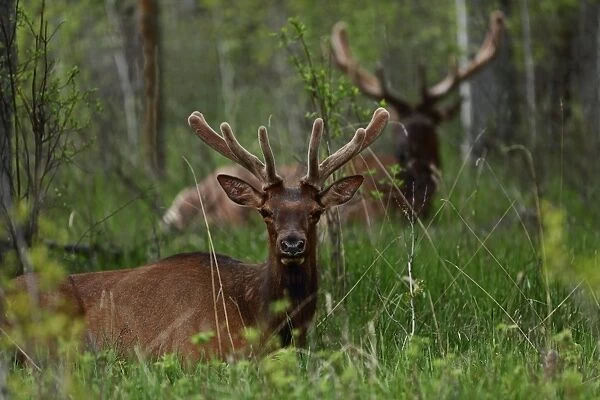 Bull elk (Cervus canadensis) resting in tall grasses, Banff National Park