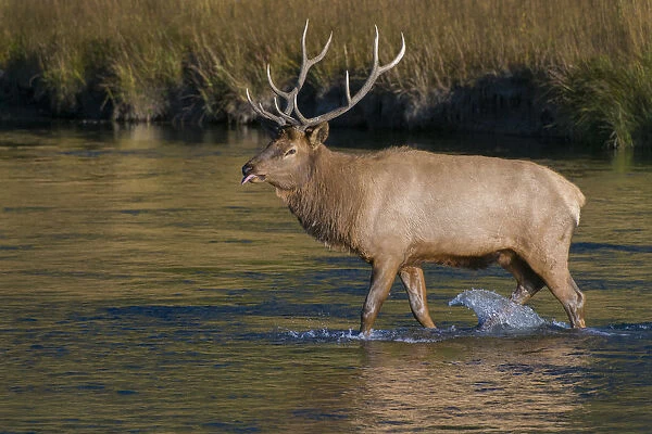 Bull elk crossing Madison River