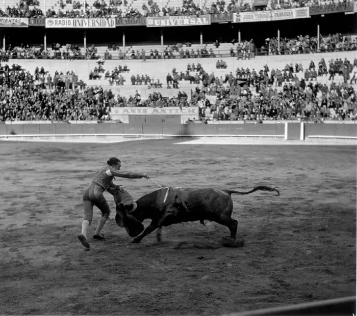 Framed Print : Bull Fighter Framed Print : Bull Fighter