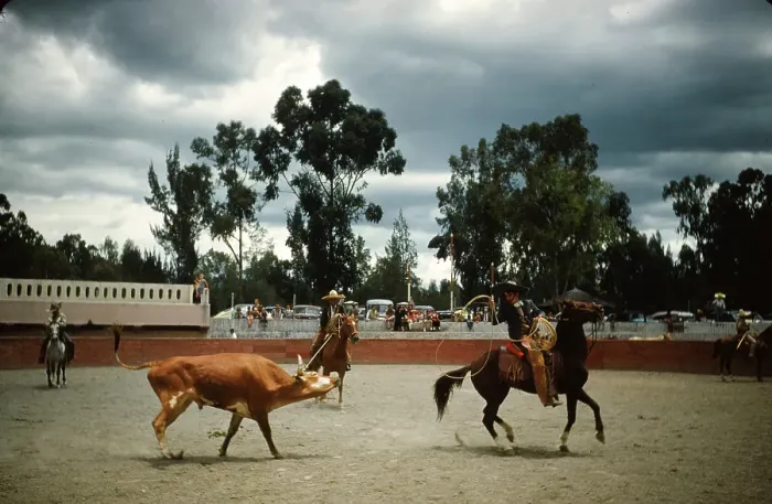 Framed Print : Bull fighting in Acapulco Framed Print : Bull fighting in Acapulco