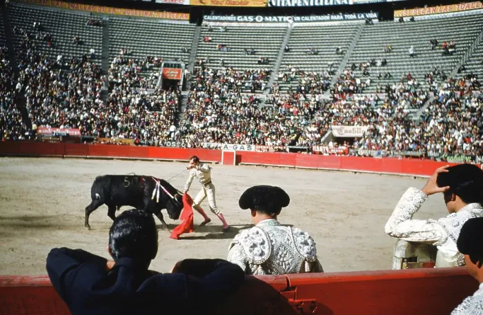 Framed Print : Bull fighting in Acapulco Framed Print : Bull fighting in Acapulco