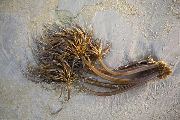 Bull Kelp Seaweed Washed Up On Wickaninnish Beach In Pacific Rim National Park Near Tofino