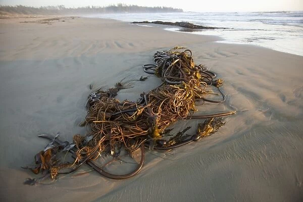 Bull Kelp Seaweed Washed Up On Wickaninnish Beach In Pacific Rim National Park Near Tofino