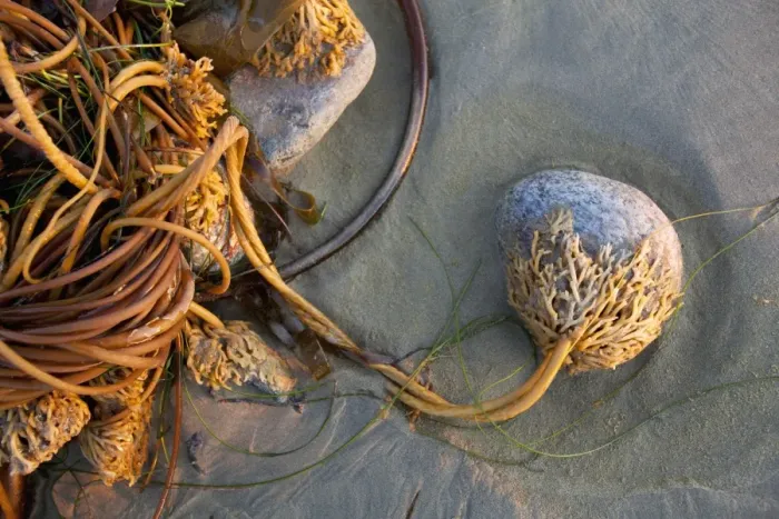 Framed Print : Bull Kelp Seaweed Washed Up On Wickaninnish Beach In Pacific Rim National Park Near Tofino; British Columbia Canada Framed Print : Bull Kelp Seaweed Washed Up On Wickaninnish Beach In Pacific Rim National Park Near Tofino; British Columbia Canada