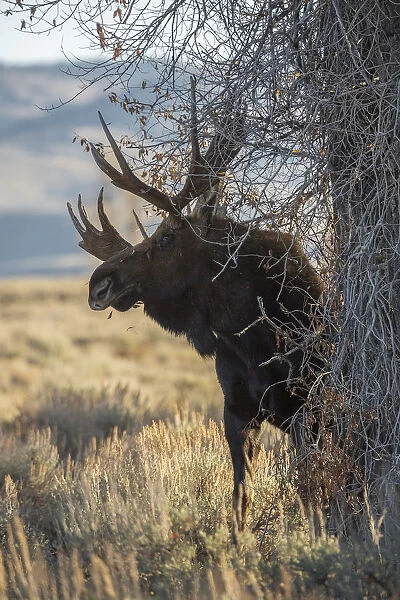Bull Moose. A bull moose rubs a tree in Grand Teton National Park, Wyoming