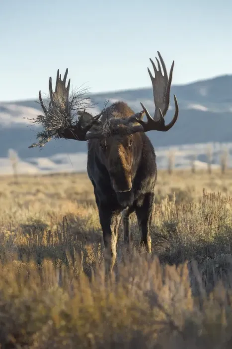 Framed Print : Bull Moose Framed Print : Bull Moose