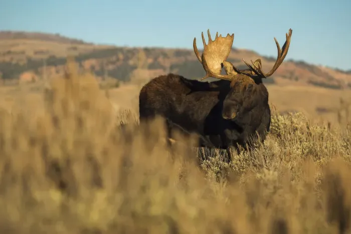 Framed Print : Bull Moose Framed Print : Bull Moose