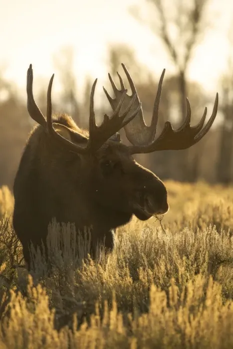 Framed Print : Bull Moose