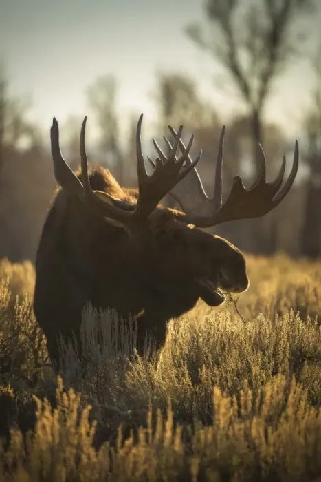 Framed Print : Bull Moose