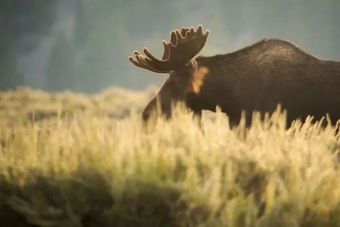Framed Print : Bull Moose