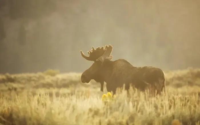 Framed Print : Bull Moose Framed Print : Bull Moose