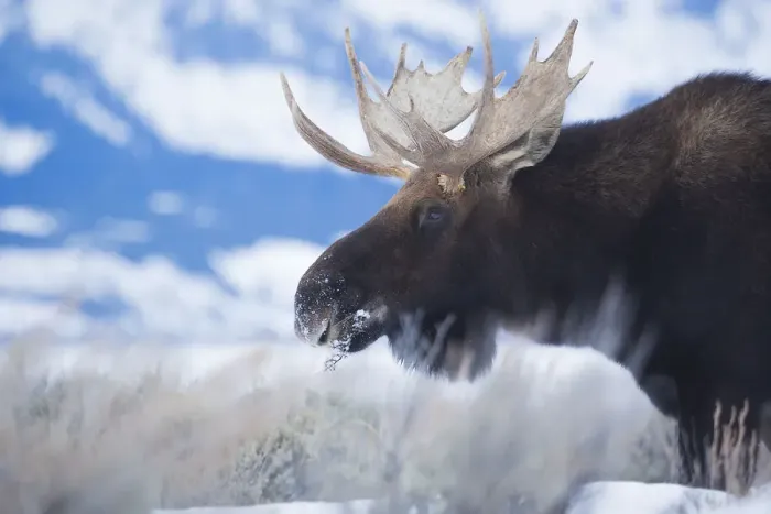 Framed Print : Bull Moose Framed Print : Bull Moose