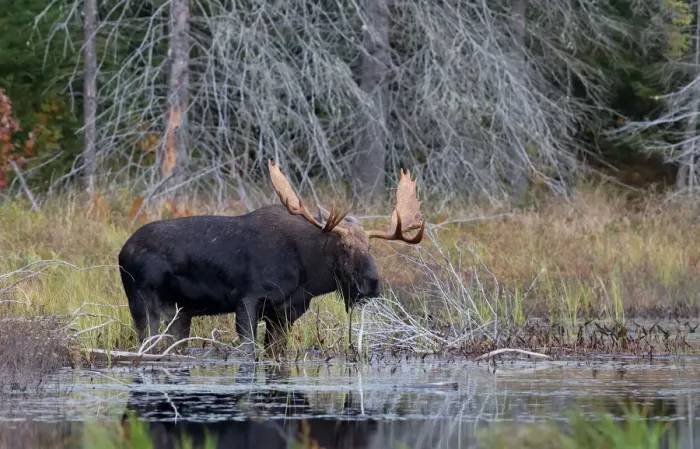 Framed Print : Bull moose in Algonquin Park Framed Print : Bull moose in Algonquin Park
