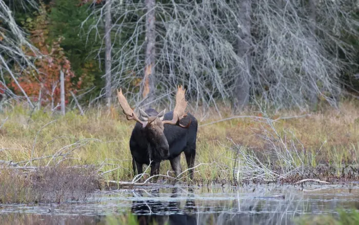Framed Print : Bull moose in Algonquin Park Framed Print : Bull moose in Algonquin Park
