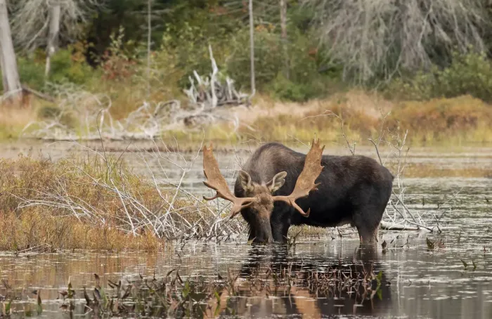 Framed Print : Bull moose in Algonquin Park