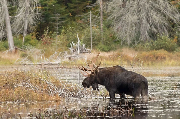 Bull moose in Algonquin Park
