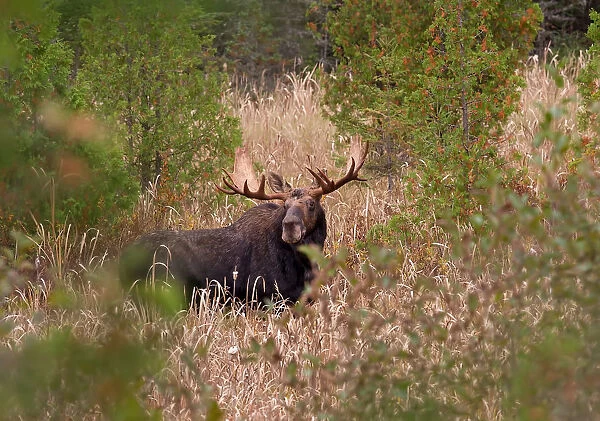 Bull moose in Algonquin Park Canada