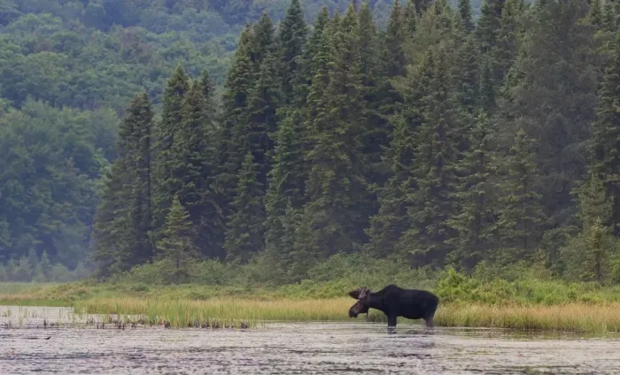 Framed Print : Bull moose in Algonquin Park marsh Framed Print : Bull moose in Algonquin Park marsh