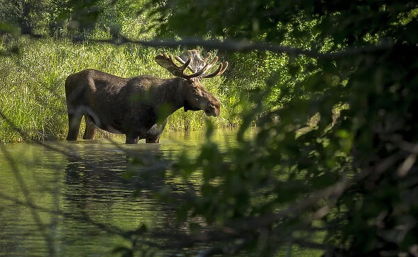 Bull Moose in Creek
