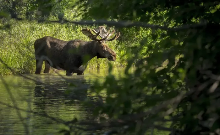 Framed Print : Bull Moose in Creek Framed Print : Bull Moose in Creek