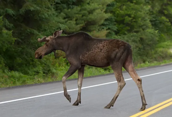 Framed Print : Bull moose crossing highway