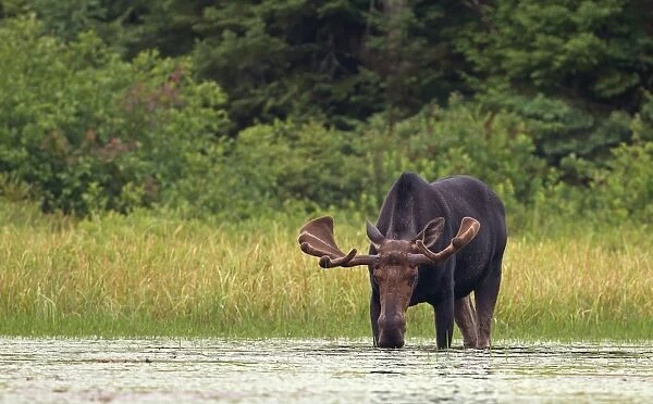 Bull moose in marsh