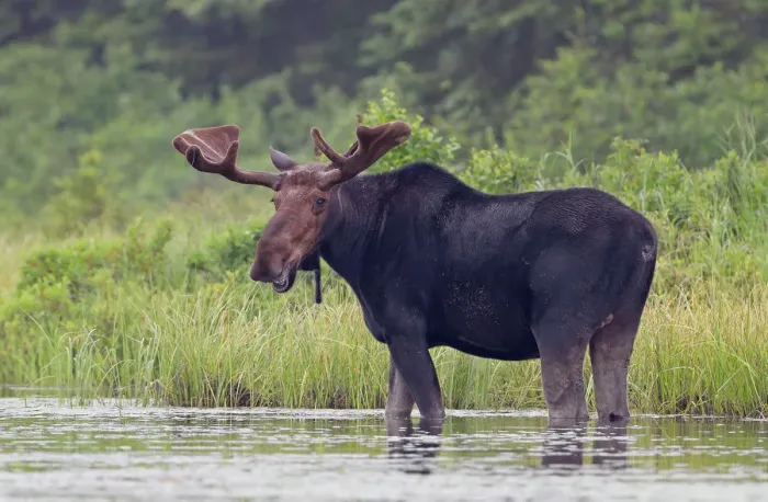 Framed Print : Bull moose in the marsh Framed Print : Bull moose in the marsh