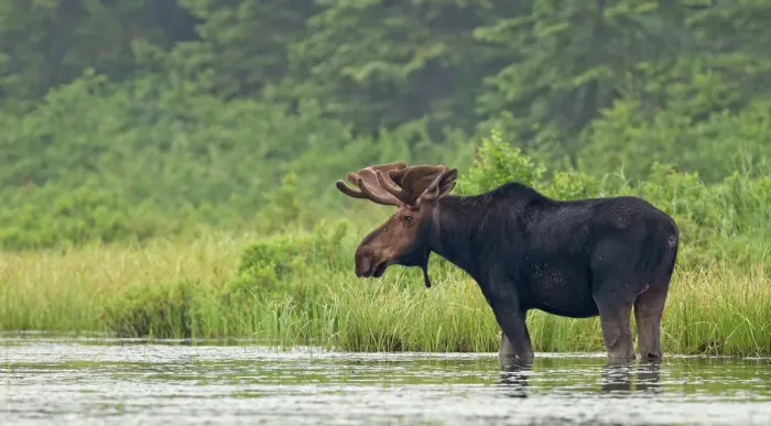 Framed Print : Bull moose in marsh eating Framed Print : Bull moose in marsh eating
