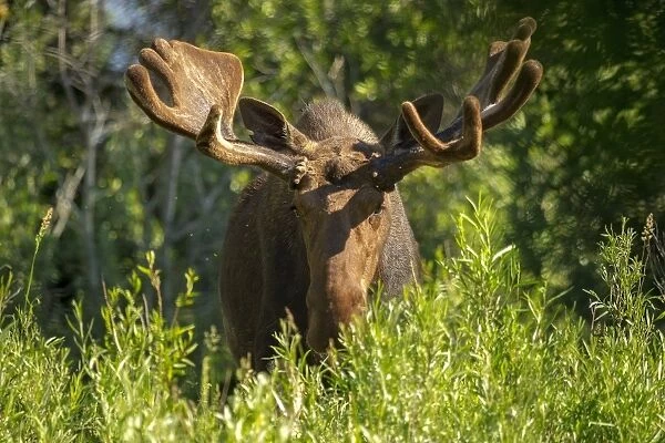Bull Moose with Velvet Antlers